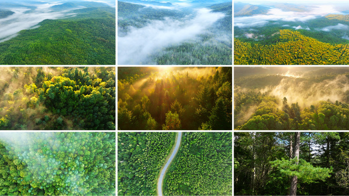 森林日出森林晨雾森林云海森林日出