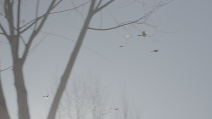 冬天麻雀飞过村里的天空 鸟飞过