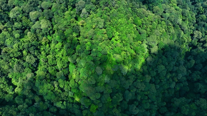 哀牢山原始森林树木山水