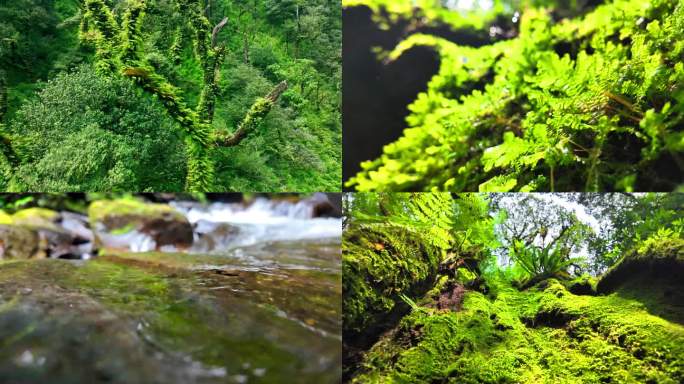 哀牢山原始森林树木山水