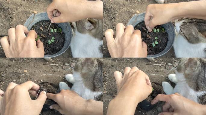 种植樱桃美女萝卜蔬菜植物