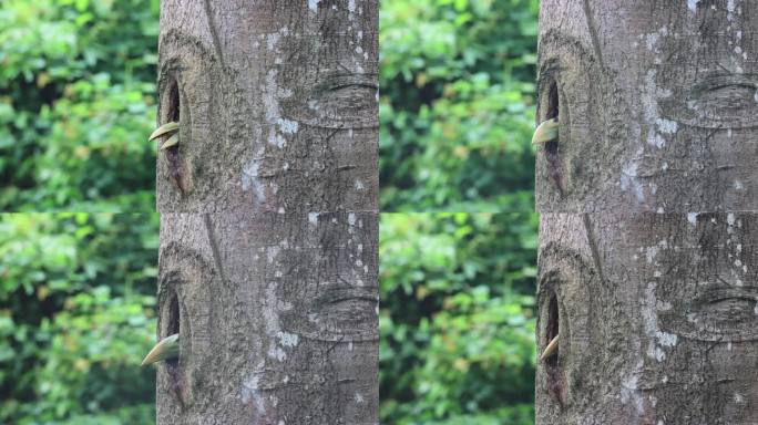 云南雨林中的犀鸟雏鸟的喙探出树洞