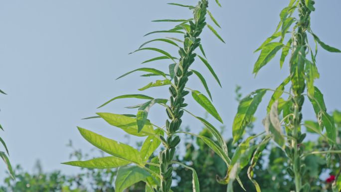 芝麻 黑芝麻 白芝麻