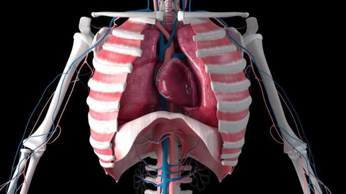胸腔内的心跳和呼吸