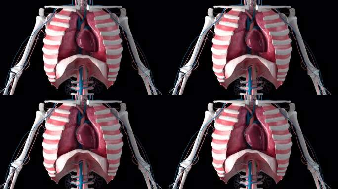 胸腔内的心跳和呼吸