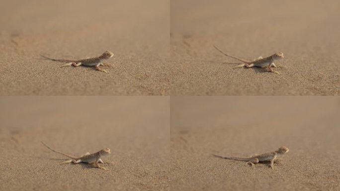 沙漠中的壁虎逃跑