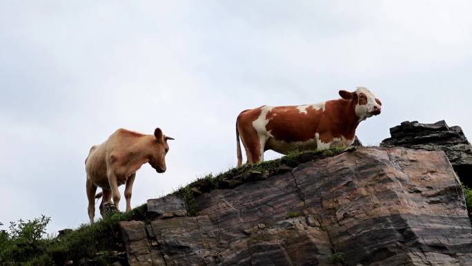 山顶吃草的黄牛