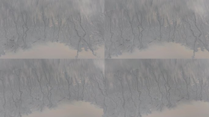 嘉兴海宁钱塘江大地之树