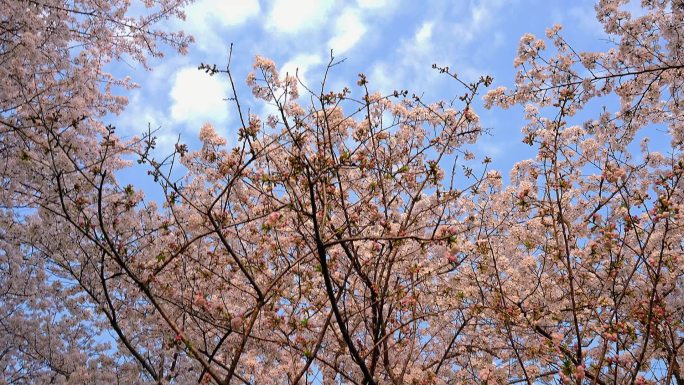 实拍春天百花齐放樱花盛开上海辰山植物园