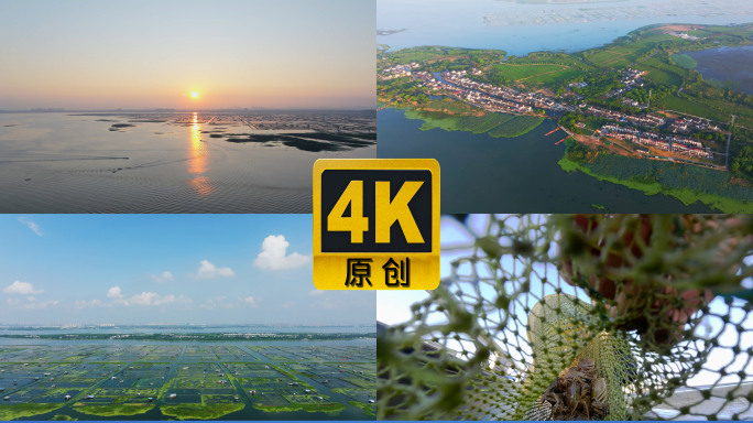 阳澄湖大闸蟹捕捞4K实拍