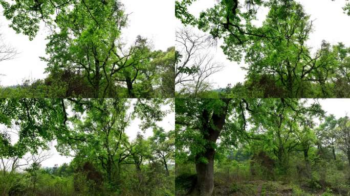 枫香古树资源调查