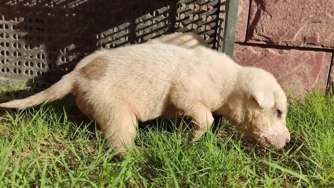 阿富汗kuchi狗的小狗在草坪上玩耍的镜头