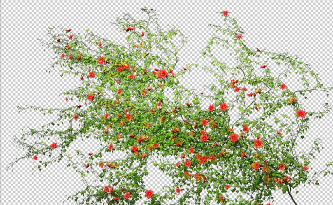 植物攀爬 爬墙藤蔓生长开花动画透明通道