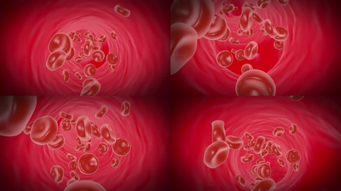 红细胞血管视频
