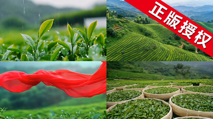 【精品】生态茶园 茶园航拍 高山有机茶