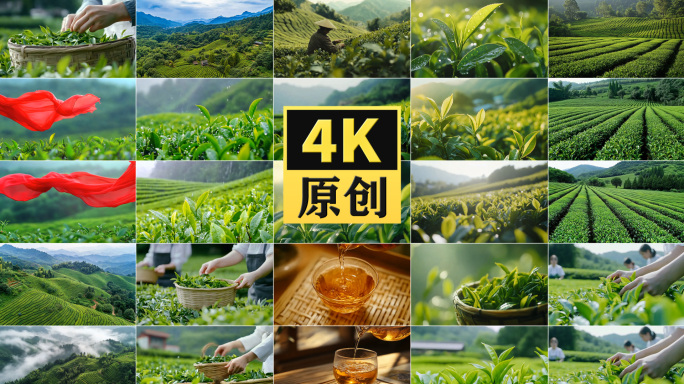 【精品】生态茶园 茶园航拍 高山有机茶