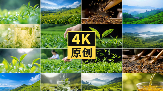 【精品】茶厂茶花叶子 摘茶