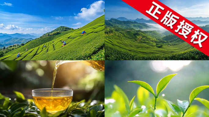 【精品】茶厂茶花叶子 摘茶