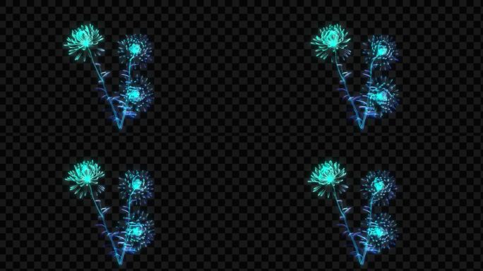蓝色发光全息菊花生长开花-带透明通道