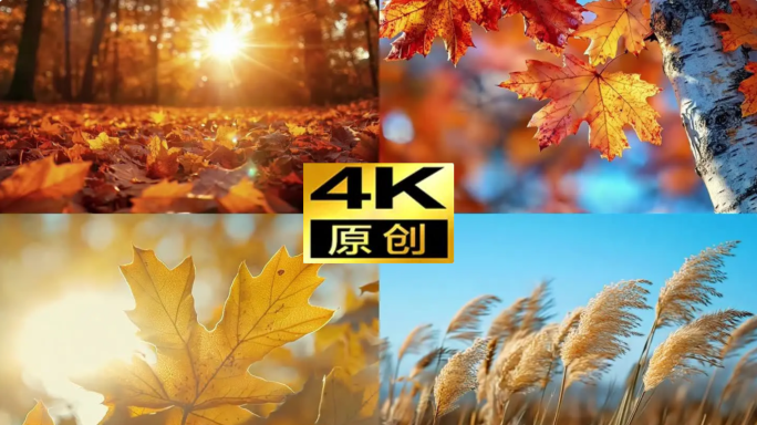 秋立秋节气秋分秋天秋季落叶秋景色秋色