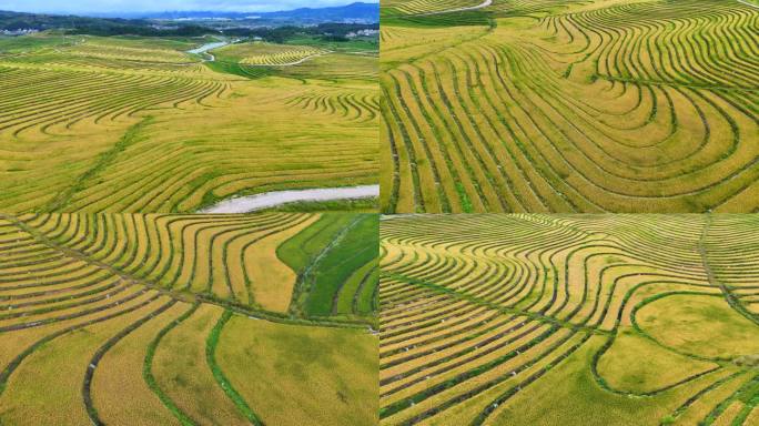 秋季梯田 梯田