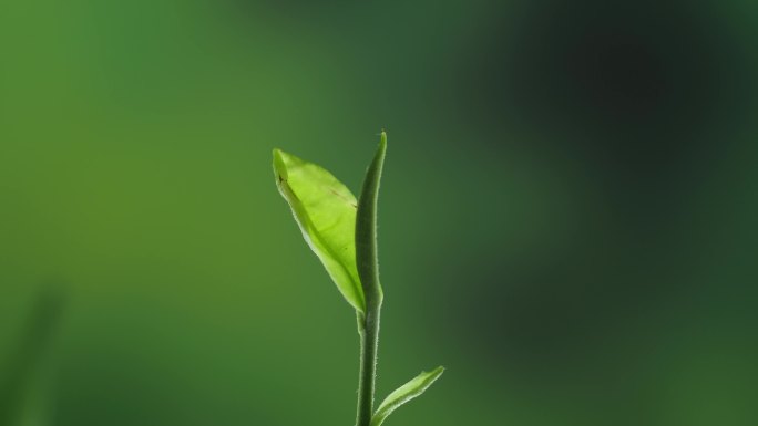 茶叶发芽生长
