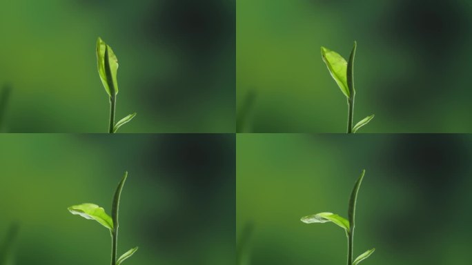 茶叶发芽生长