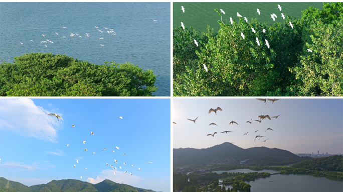 湖面白鹭飞翔