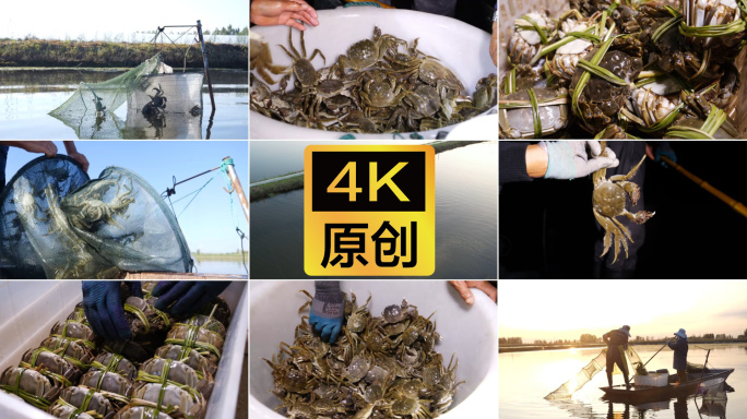 【4k】大闸蟹捕捞 养殖