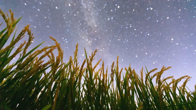 水稻星空 星空下的稻田 乡村振兴黑龙江