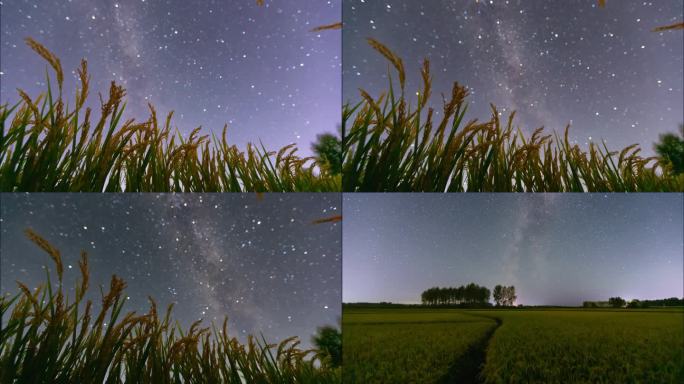 水稻星空 星空下的稻田 乡村振兴黑龙江