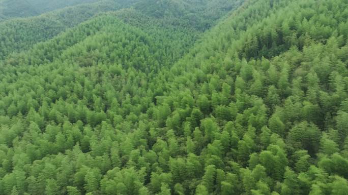 竹林航拍山脉群山唯美航拍