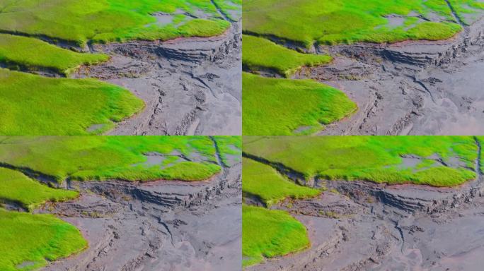 浙江嘉兴海宁市钱塘江滩涂潮汐树生态自然