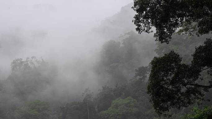 雨中的云南德宏州热带雨林水气弥漫