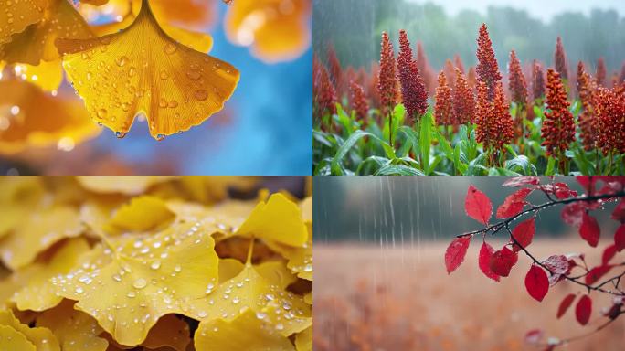 秋雨