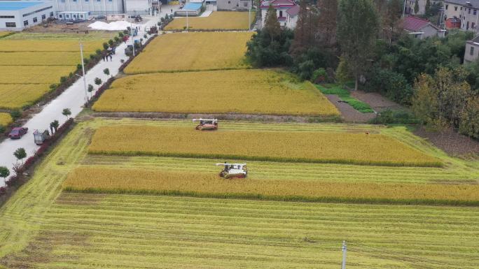 4K农村丰收航拍水稻收割机收割稻田