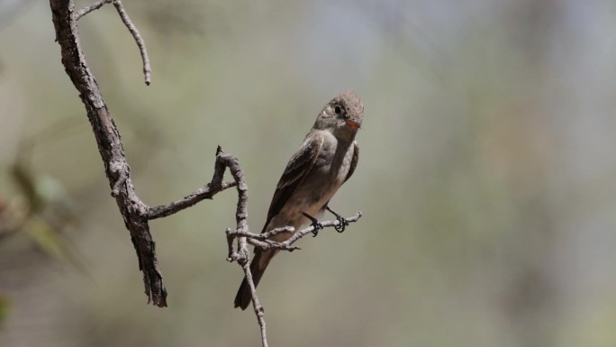 Western Wood-Pewee，亚利桑那州