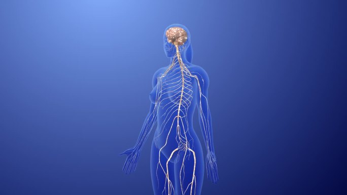 外周神经和神经节通讯网络