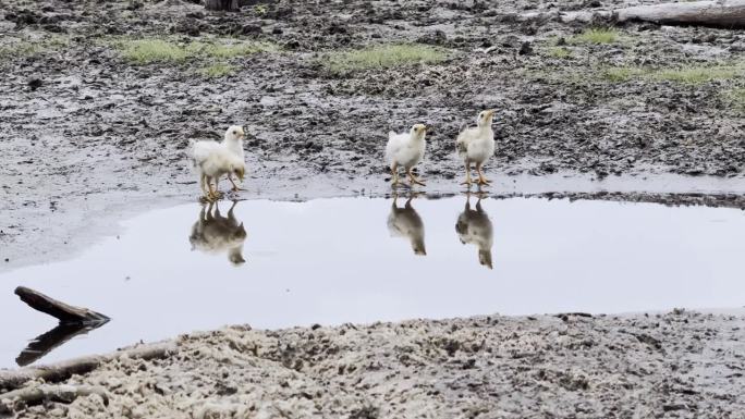 在巴西马拉尼昂州的Lencois Maranhenses，四只小鸡或小鸡在泥地上喝水，周围是草地，倒