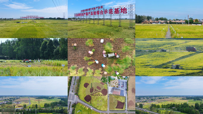 崇州天府粮仓稻田丰收4k