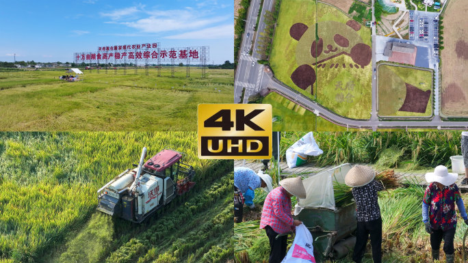 崇州天府粮仓稻田丰收4k