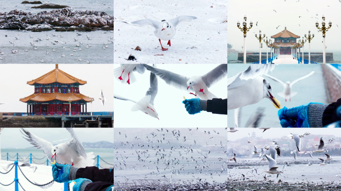 青岛海鸥 冬天自然风光