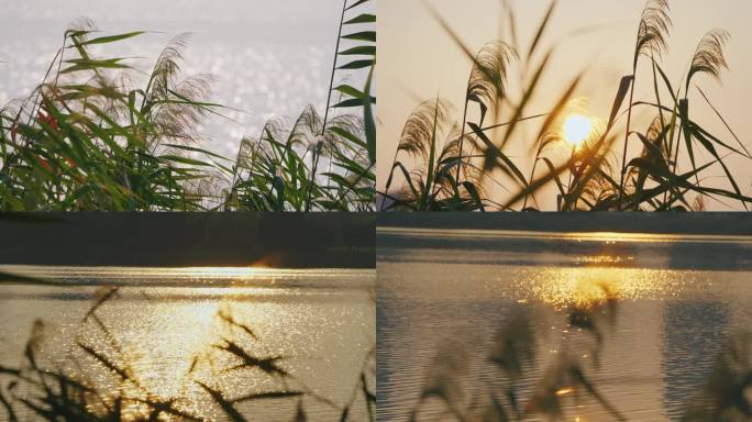 芦苇夕阳逆光