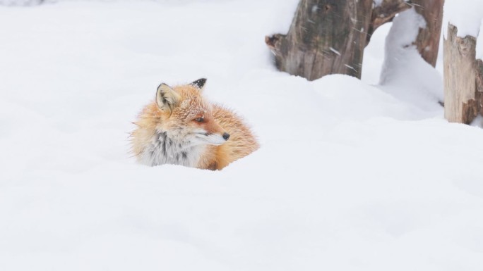 北海道狐狸雪