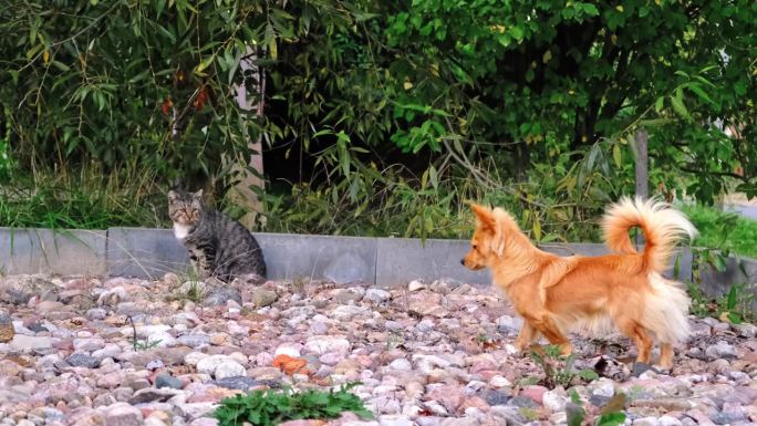 小红狗看着灰猫。国内宠物。友好行为概念。高品质4k画面