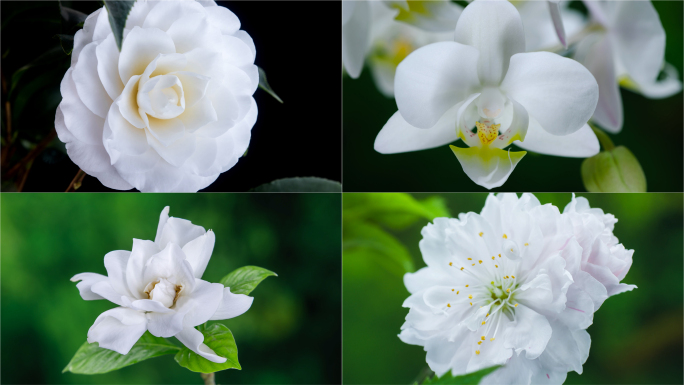 白色花朵 花开延时合集