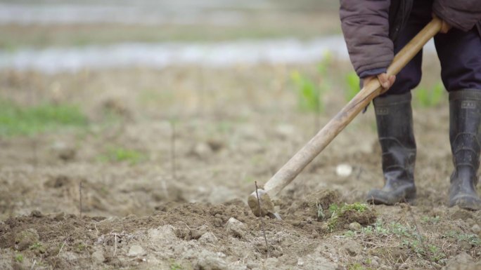 春季耕种劳作农民用锄头锄地