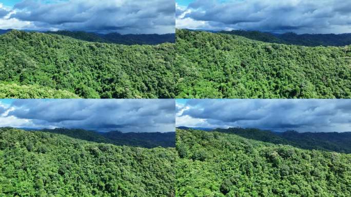 无人机在泰国南的原始丛林热带雨林上空拍摄。鸟瞰图，移动在一个热带雨林树冠在一个缓慢的步伐美丽的绿色自