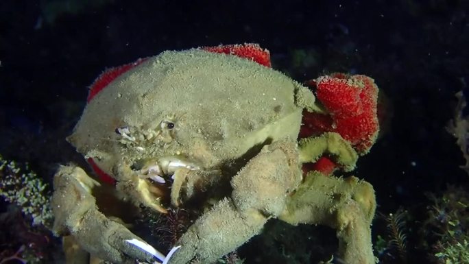 螃蟹吃海百合。