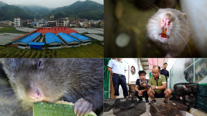 竹鼠养殖　特种产业　合作社　超萌动物